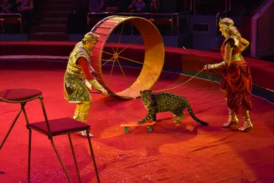 Цирковых животных перевезут из СКО в павлодарский зоопарк