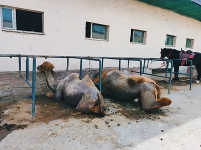 Наказать владельцев цирка за ужасные условия содержания животных в  Павлодаре не удалось
