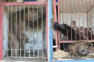 В Павлодаре российских цирковых животных содержат на территории частного  дома