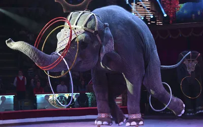 Должны ли животные выступать в цирке? | Блогер Геннадий Михайлов | Дзен