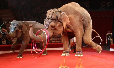 Половина челябинцев за цирк без животных