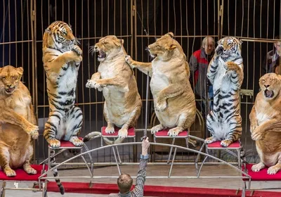 Цирковых животных будут отправлять на \"пенсию\" в сафари-парк Крыма -  Российская газета