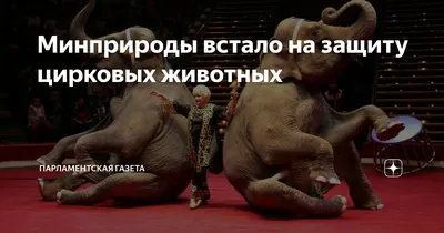 Цирки без животных: 45 стран, которые запретили варварские развлечения |  ВКонтакте