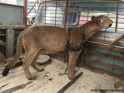 Франция запретила использование диких животных в цирковых представлениях |  Пикабу