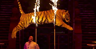 Развлечение или тюрьма? Где в Украине продолжают использовать животных в  цирках – Рубрика
