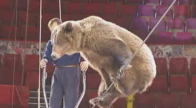 В цирках Словакии разрешили выступать только трем видам животных -  01.11.2019, Sputnik Казахстан