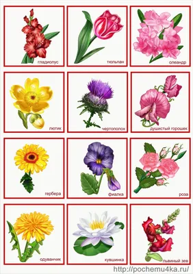 lotto kwiaty 2 | Цветы, Названия цветов, Детский сад цвета