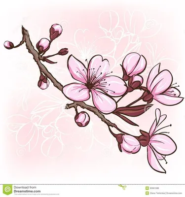 рисунки цветов для срисовки цветные пышные простые и красивые: 10 тыс  изображений найден… | Flor de cerezo dibujo, Flores para dibujar, Diseños  de tatuaje de flores