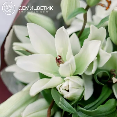 Цветы на 8 Марта: Как выбрать букет и сохранить его свежесть -  IrkutskMedia.ru