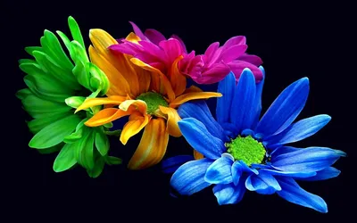 цветущие цветы различных цветов на черном фоне. Стоковое Изображение -  изображение насчитывающей цветасто, ноготк: 214278773