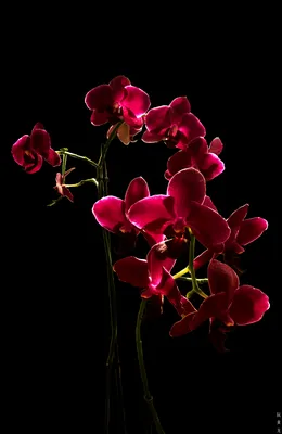 Красивые цветы на черном фоне - обои на телефон на заставку