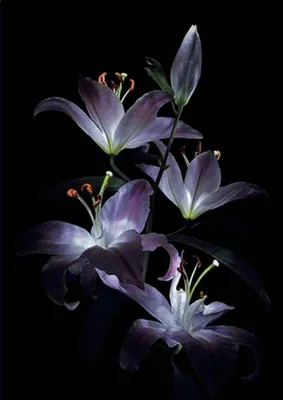 Цветы на черном фоне - 59 фото