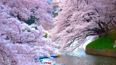 Картинки цветущая сакура весна фотографии