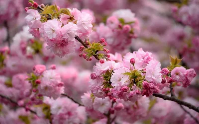 цветущая сакура весной на закате. Стоковое Фото - изображение насчитывающей  вал, флора: 227052424