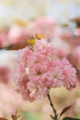 Сакура. Цветущая сакура. Весна. Цветы. Sakura. Cherry blossoms. Spring.  Flowers. | Flowers, Plants, Rose