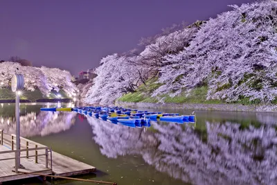 Как цветет сакура в Японии