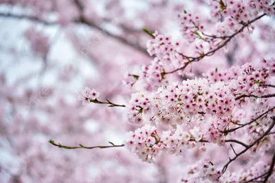 Цветение сакуры: праздник весны, который нельзя пропустить. | Мир  Путешествий | Дзен