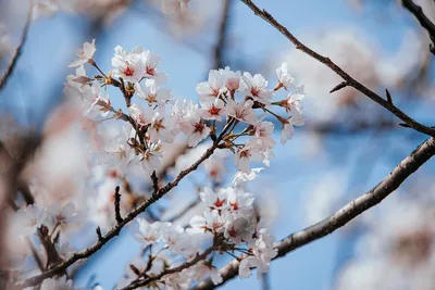 Цветущая сакура весной, япония, …» — создано в Шедевруме
