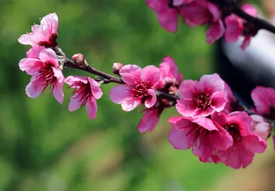 Цветущая сакура цветет весной сакура цветет на ветке фото цветущей сакуры |  Премиум Фото