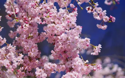 Не дожидаясь весны: в Японии раньше срока зацвела сакура