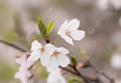 Весна шагает по планете: цветение сакуры в разных странах. Фотогалерея |  РБК Life