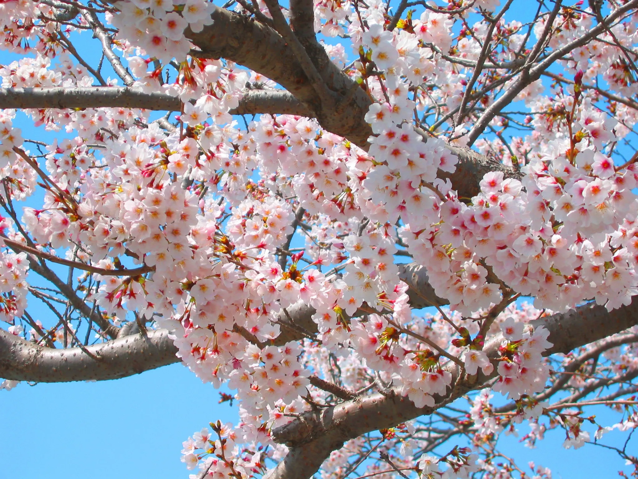 Картинки вишня цветет. Сакура черри блоссом. Вишня Сакура дерево. Дерево вишни Япония. Sakura дарахти.