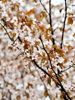 Весенняя сакура цветет розовыми и белыми бутонами и цветущей вишней  весенний фон | Премиум Фото