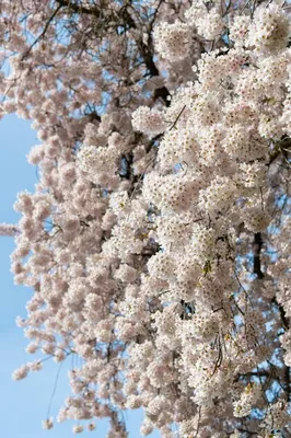картинки : дерево, филиал, цвести, растение, Пища, весна, производить,  Естественный, Розовый, Япония, время года, вишня в цвету, Сакура, весенние  цветы, K, Виды Японии, Цветение вишни, Японский цветок 2048x1536 - -  1383591 - красивые картинки - PxHere