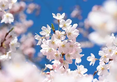 весна цветущая сакура с красивыми розовыми цветами. японская вишня Стоковое  Изображение - изображение насчитывающей солнечно, кровопролитное: 217927641