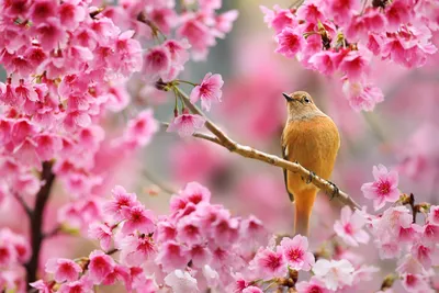 Рисунок Цветущая весна №45246 - «Весна-красна!» (06.02.2024 - 02:06)