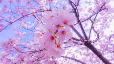 Обои сакура, цветы, цветение, весна, розовый картинки на рабочий стол, фото  скачать бесплатно