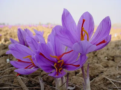 Цветущая весна в Туркменистане: ТОП-5 полевых цветов | Туризм