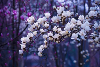 Весеннее цветение деревьев (38 фото) - 38 фото