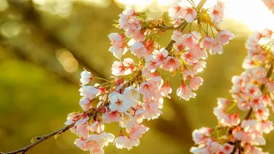 Красивые цветущие деревья весной - 70 фото