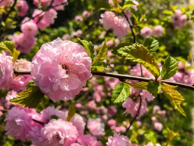 Красивые кустарники, цветущие весной: какой выбрать для своего сада? |  myDecor