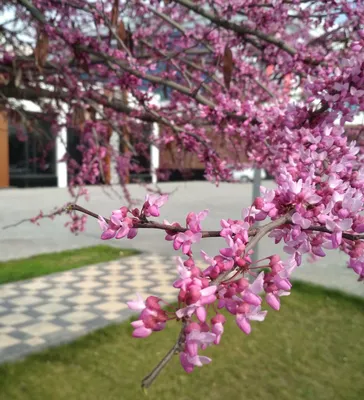 Цветущая весна: гайд для флориста
