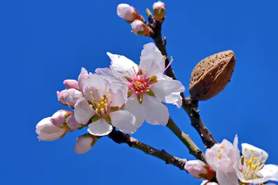 Яблоневый Цвет Весна Яблоня - Бесплатное фото на Pixabay - Pixabay