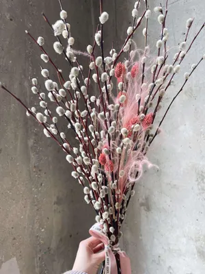 Цветение вербы стоковое фото. изображение насчитывающей промахов - 53236122