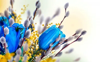 Цветы, сережки цветущей ивы, вербы, макро Stock Photo | Adobe Stock