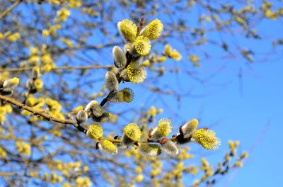 Ветви цветения вербы весной Стоковое Изображение - изображение  насчитывающей цвет, ново: 35749291