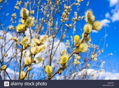 Цветущие ветки вербы на вертикальном фоне. Stock Photo | Adobe Stock