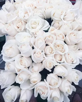 Artflower.kz | Букет из 101 белой розы - Купить с доставкой в Алматы по  лучшей цене