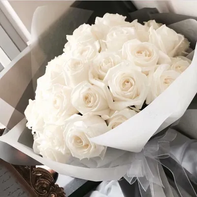 Красивые белые розы картинки - 76 фото