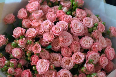 Цветок любви: комнатные растения, которые приносят в дом счастье |  naogorode.net | Дзен