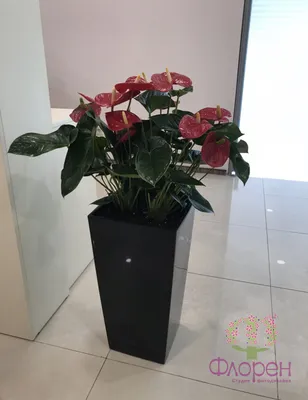 Букет цветов Подарочный Срезанные цветы Роза, цветок, любовь, желание,  сердце png | PNGWing