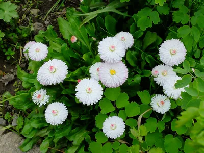 Букет Маргаритка Цветы В Vase Маргаритки Цветыbellis Perennis — стоковые  фотографии и другие картинки Натюрморт - iStock