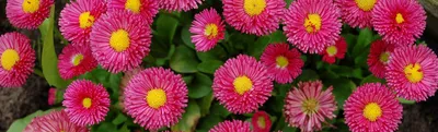 10/20 шт., небольшие цветы-Маргаритки | AliExpress