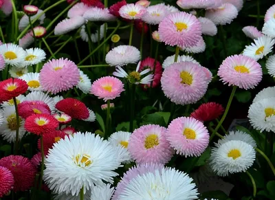 ᐉ Картина цветы и растения Пушистые цветы маргаритки 89x56 см (A1001-4)