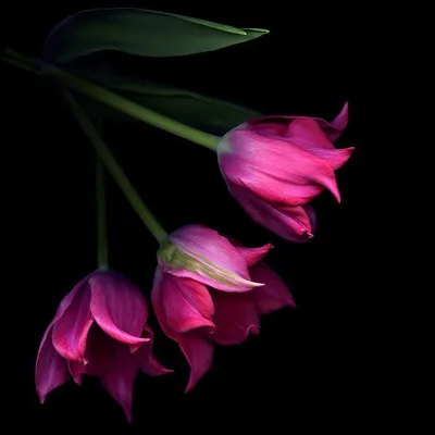 Фотообои Винтажные цветы на черном фоне», (арт. 22546) - купить в  интернет-магазине Chameleon