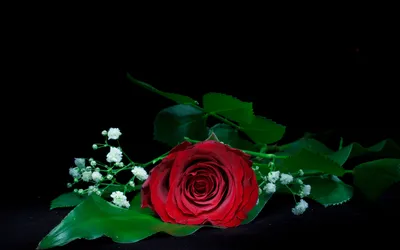 розы цветы на чёрном фоне есть место для надписи Photos | Adobe Stock